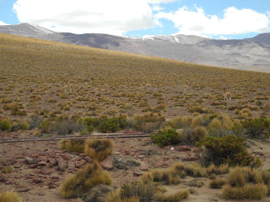Vicu&ntilde;as an der Stra&szlig;e