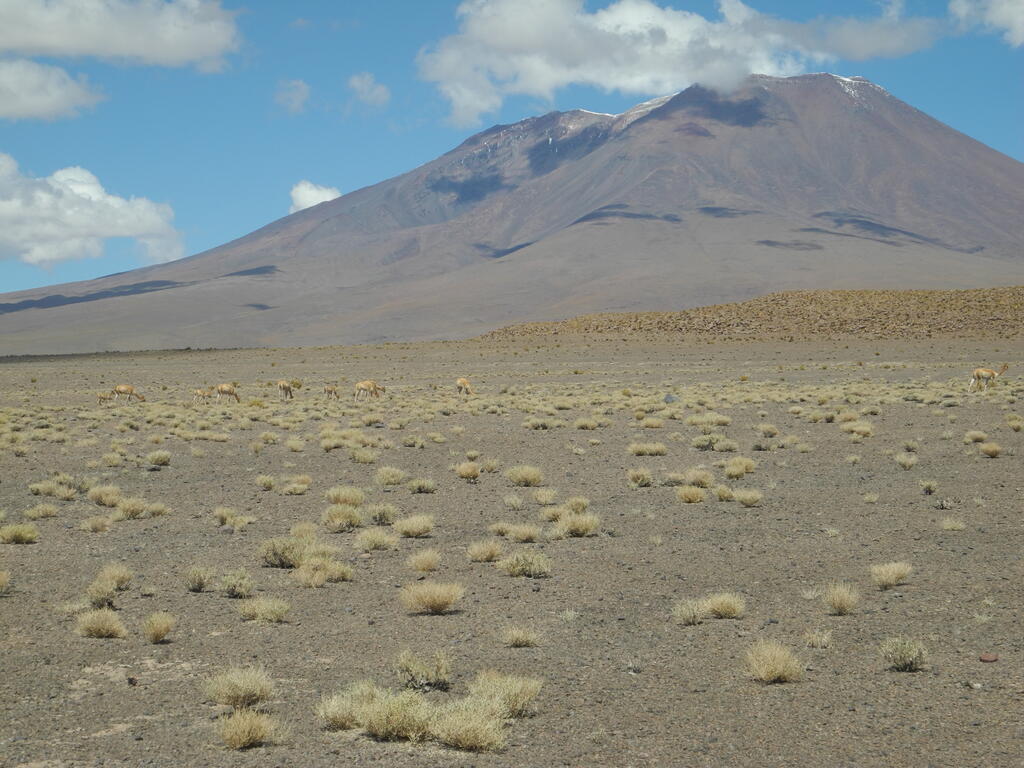 Vicu&ntilde;as an der Stra&szlig;e