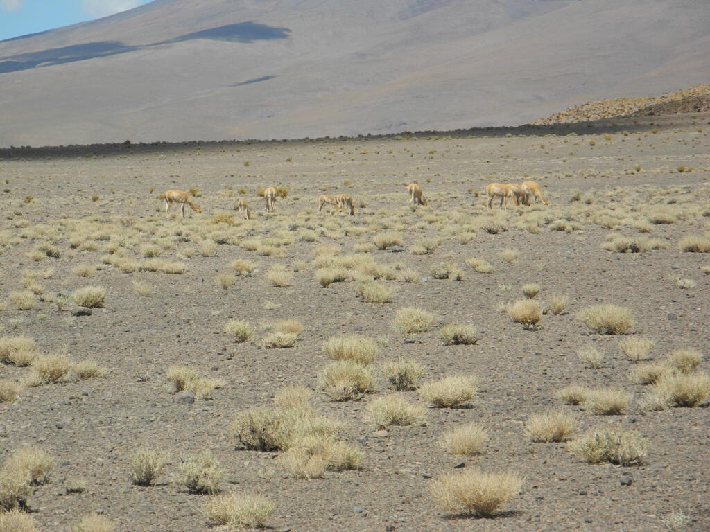 Vicu&ntilde;as an der Stra&szlig;e