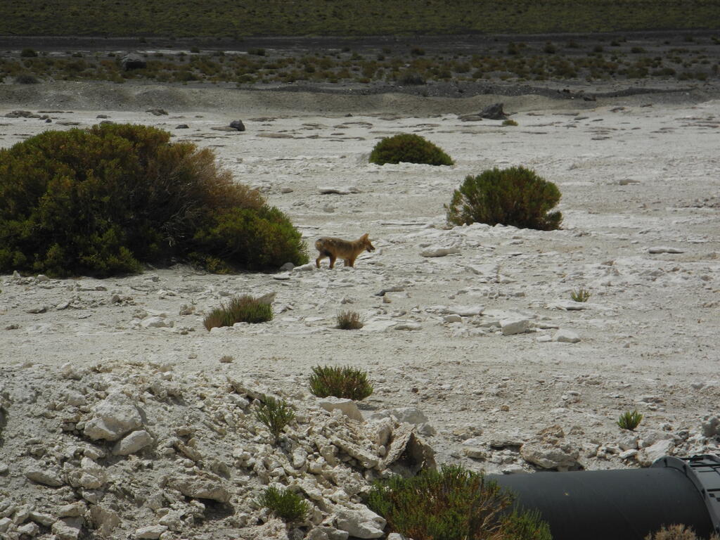Ein Fuchs an der Stra&szlig;e