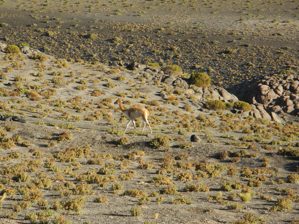 Vicu&ntilde;a an der Stra&szlig;e