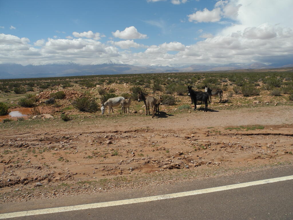 Esel am Stra&szlig;enrand