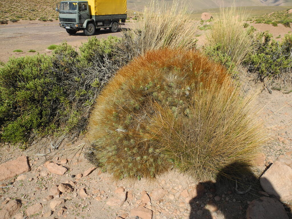 Kaktus am Stra&szlig;enrand