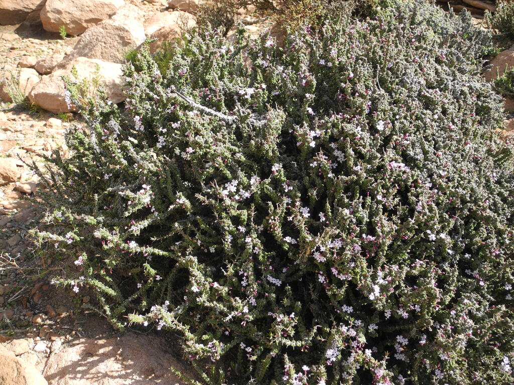 Bl&uuml;hendes Dornengew&auml;chs