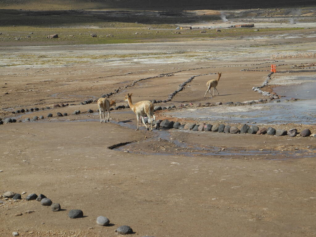 Vicu&ntilde;as im Geothermalfeld