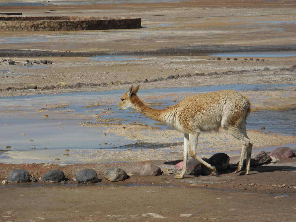Vicu&ntilde;a im Geothermalfeld