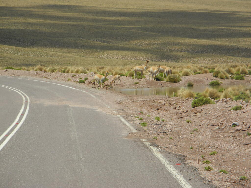 Vicu&ntilde;as an der Stra&szlig;e