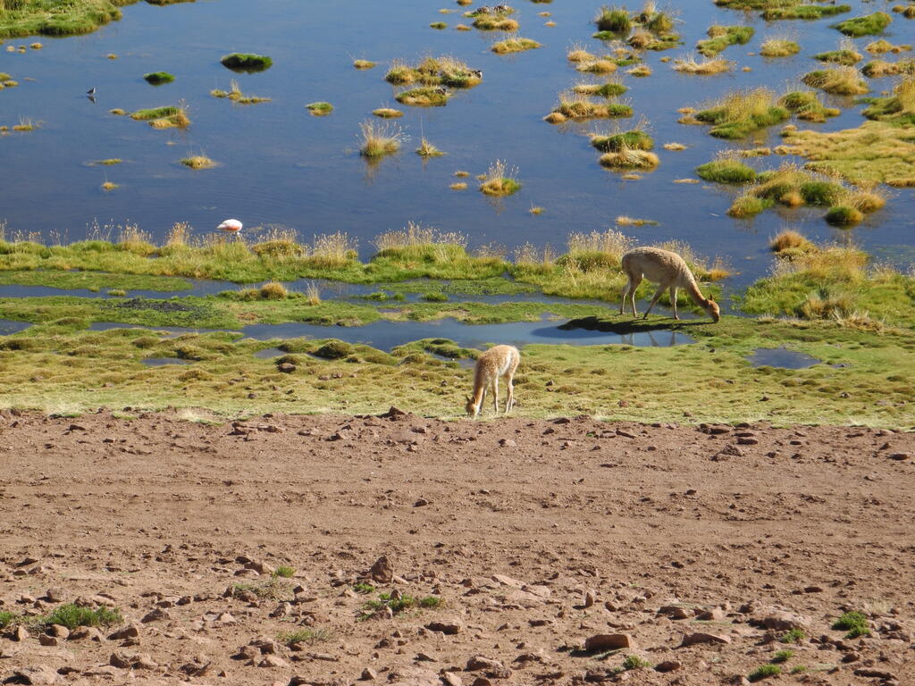 Vicu&ntilde;as und der Flamingo