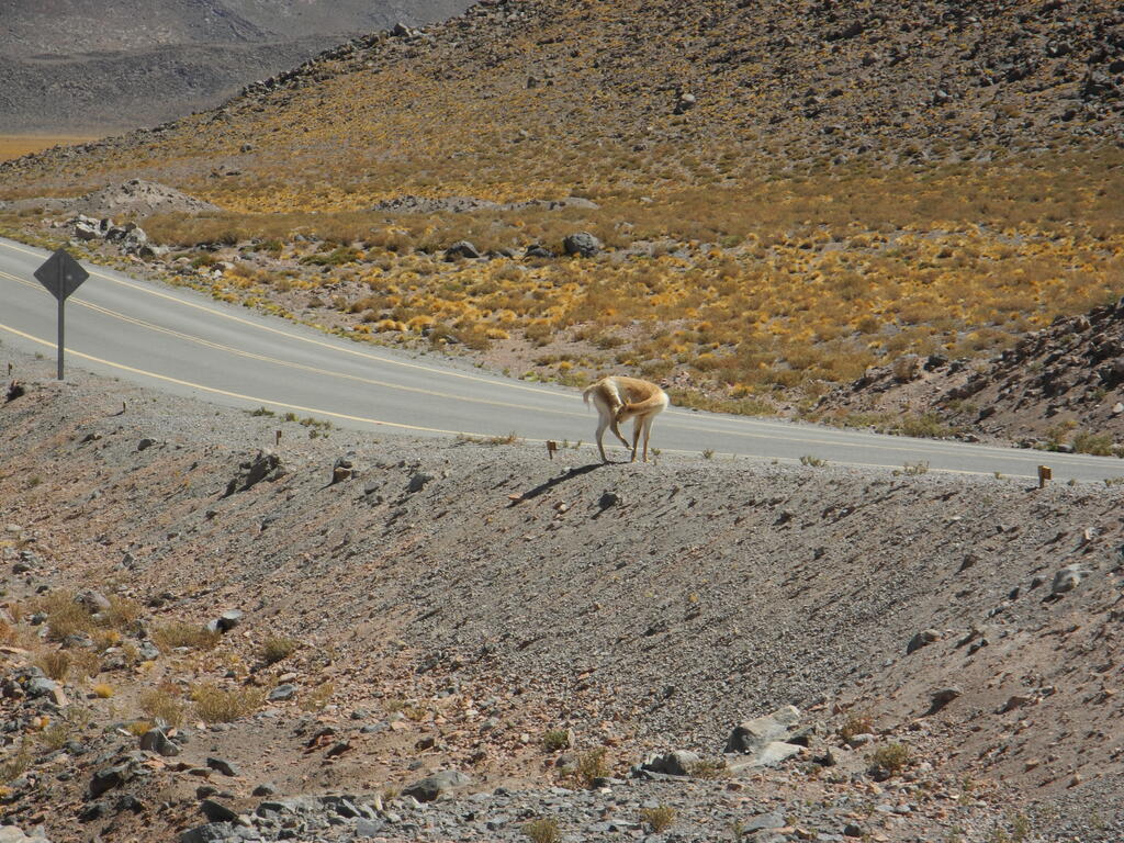 Vicu&ntilde;a am Salar Aguas Calientes