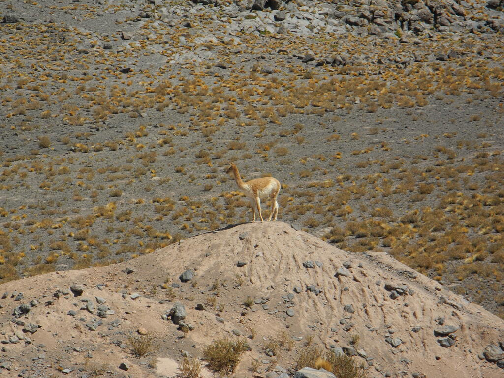 Vicu&ntilde;a am Salar Aguas Calientes
