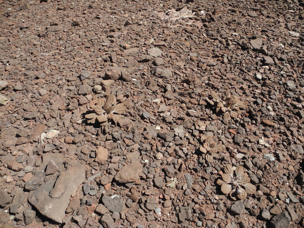 Gut getarnte Pflanzen im Tal