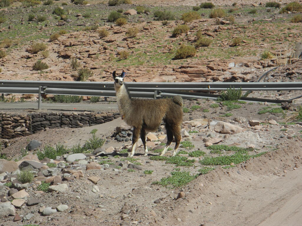 Alpaka am Ausgang des Valle del Arco&iacute;ris