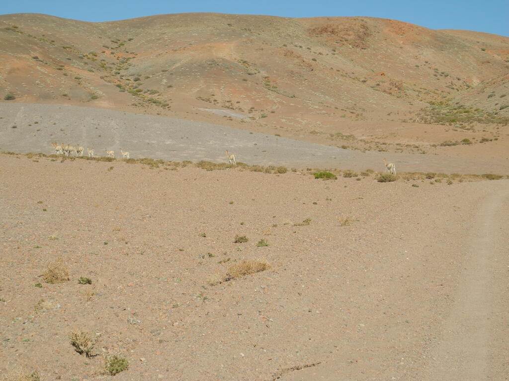 Vicu&ntilde;as an der Stra&szlig;e B-55