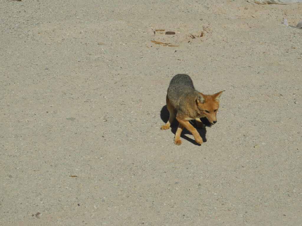 Ein Fuchs an der Stra&szlig;e