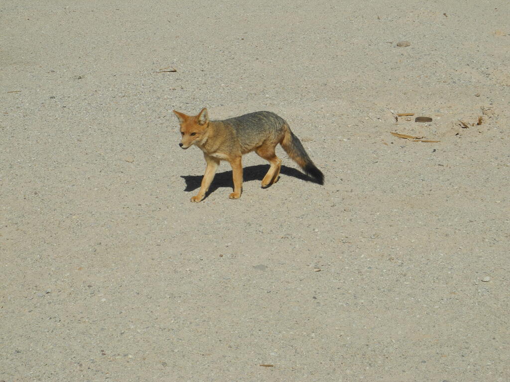 Ein Fuchs an der Stra&szlig;e