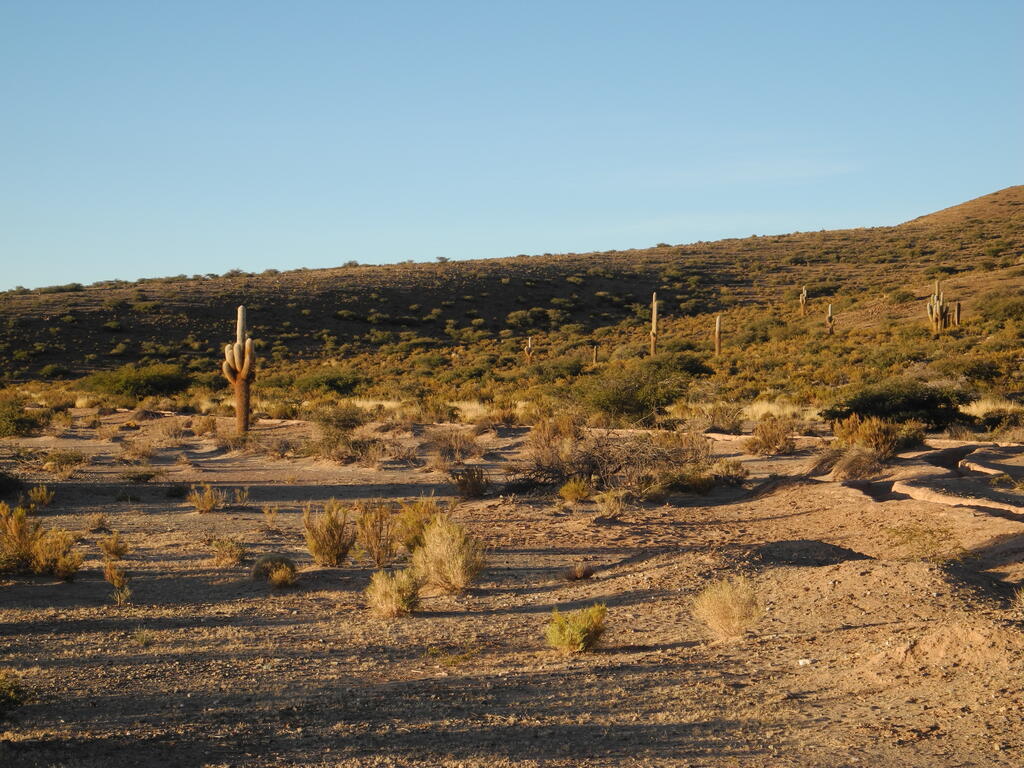 Kakteen gr&uuml;&szlig;en am Morgen