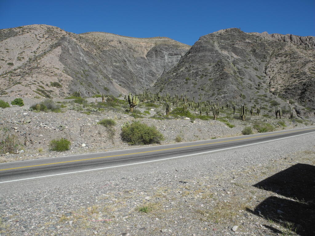 Ein kleiner Kakteenwald an der Stra&szlig;e