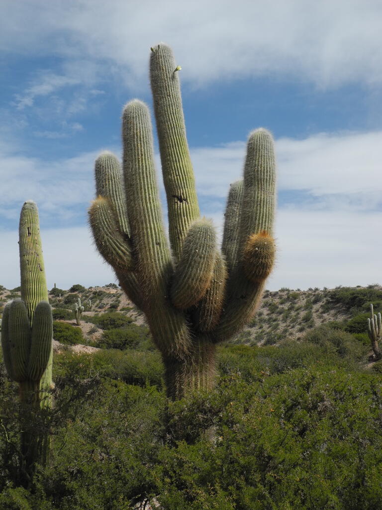 Gro&szlig;er Kaktus mit Bl&uuml;te