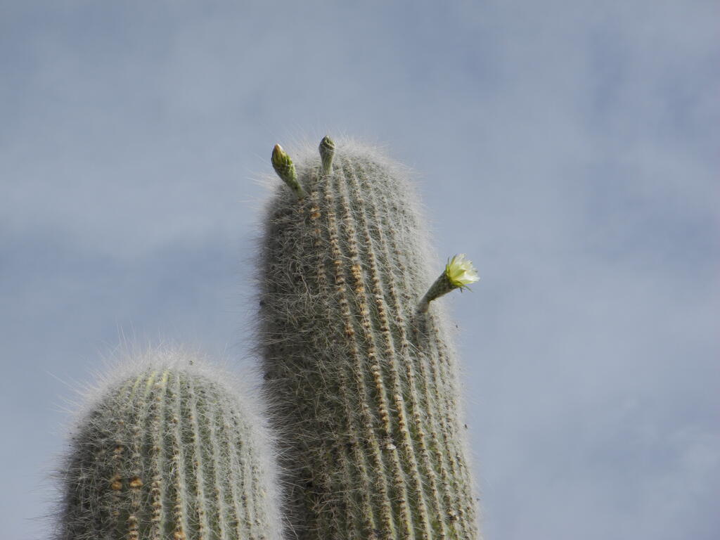 Die Bl&uuml;te in gro&szlig;