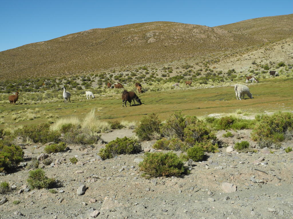 Alpakas an der Nordseite des Abra Acay