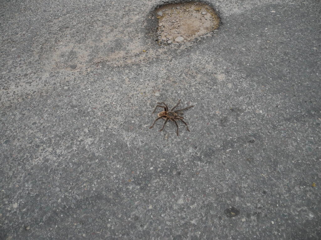 Vogelspinne auf der Stra&szlig;e (gr&ouml;&szlig;er 10cm)