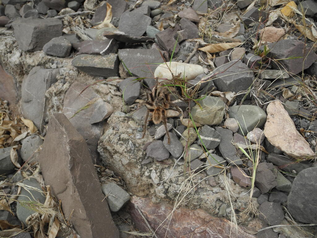 Die Spinne am sicheren Stra&szlig;enrand