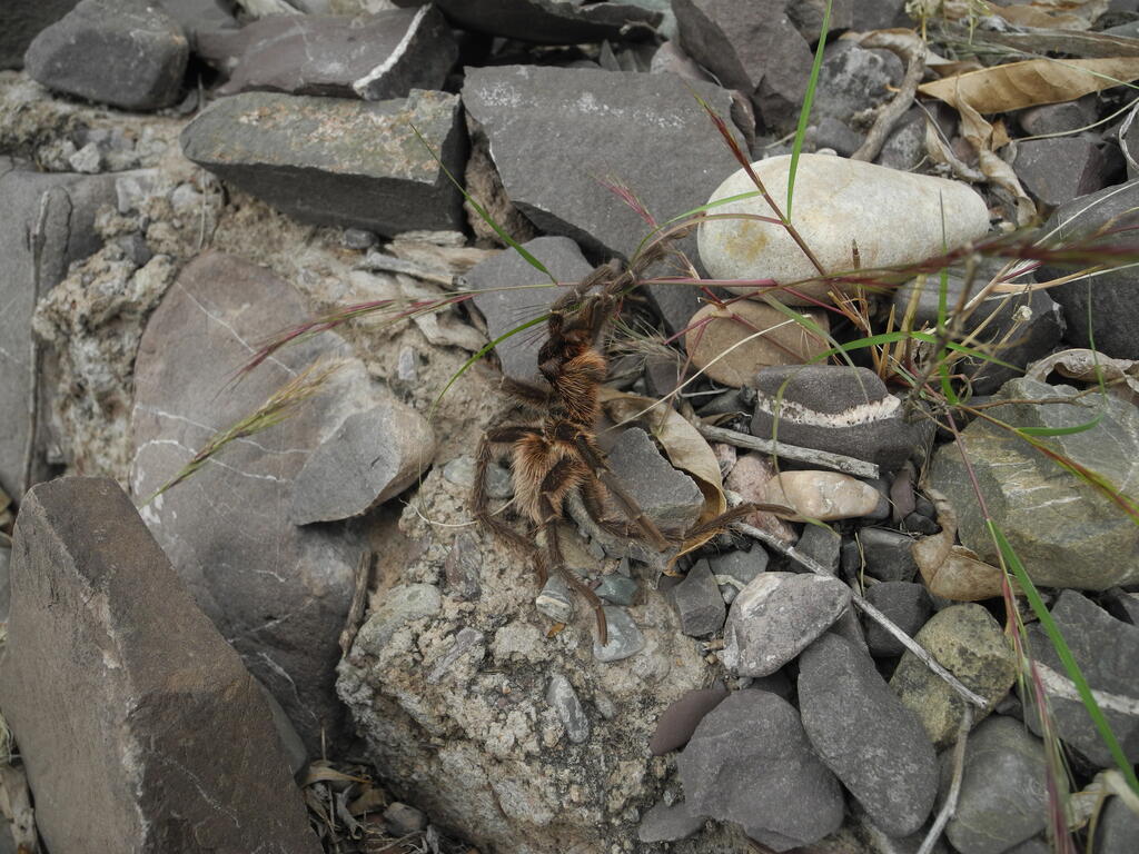 Die Spinne am sicheren Stra&szlig;enrand