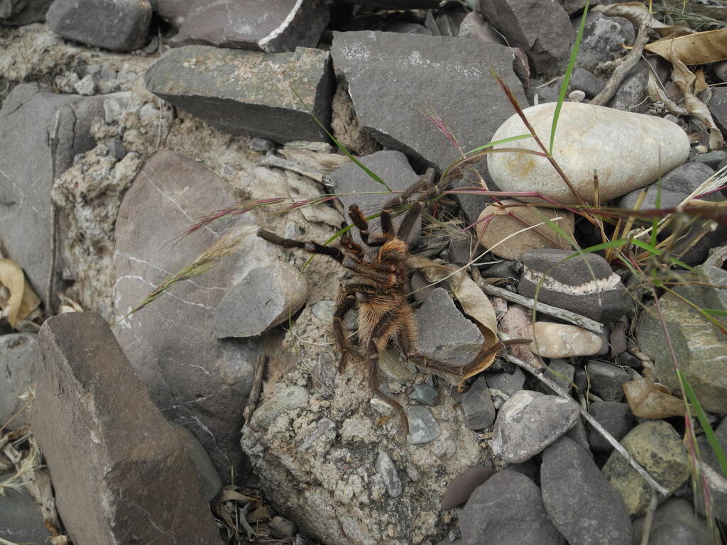 Die Spinne am sicheren Stra&szlig;enrand