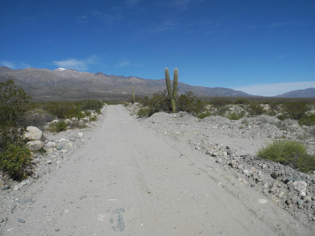 Kakteen an der Stra&szlig;e zu den Minas Capillitas