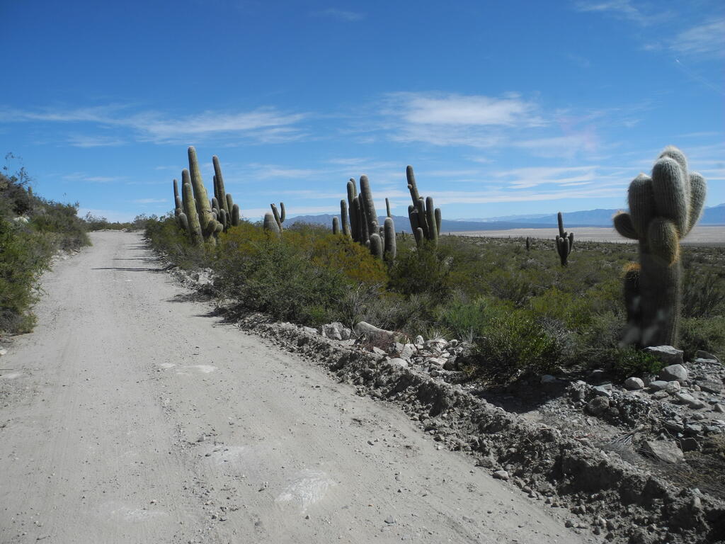 Kakteen an der Stra&szlig;e zu den Minas Capillitas