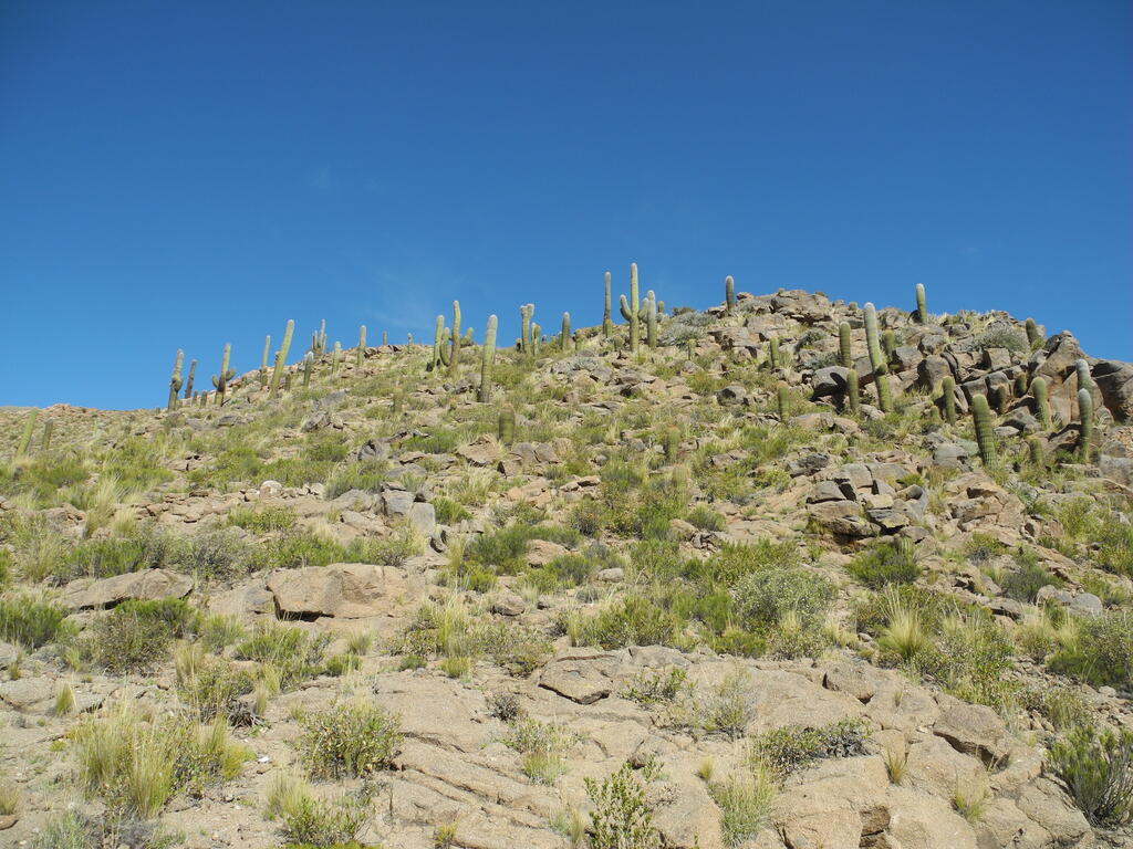 Kakteen an der Stra&szlig;e zu den Minas Capillitas