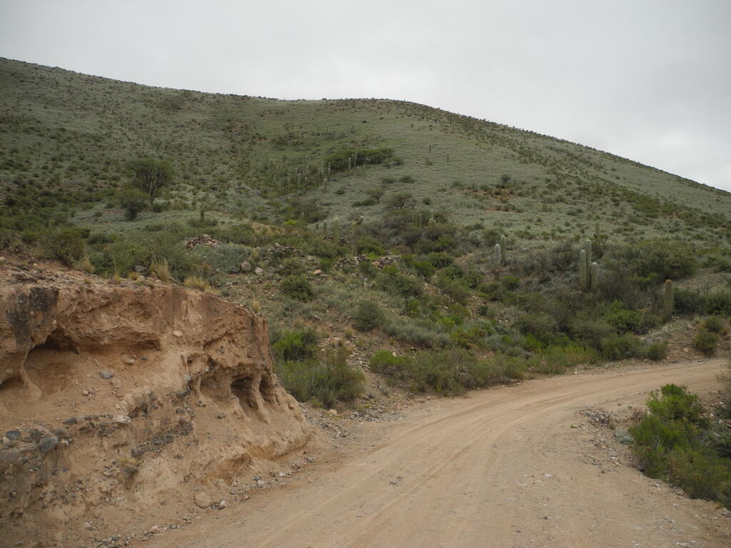 Kakteen bei der R&uuml;ckfahrt im Tal