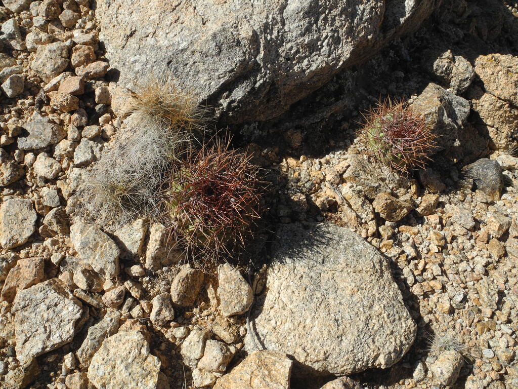 Zwei kleine Kakteen im Bereich der Gruben