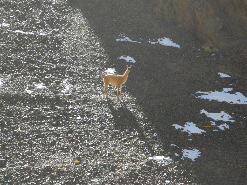 Das Vicu&ntilde;a beobachtet alles sehr genau