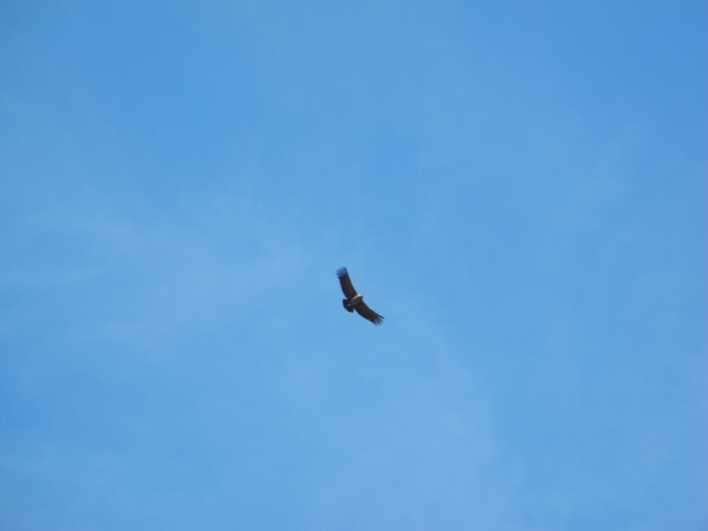 Die Geier kreisen, oder sind es Condore?