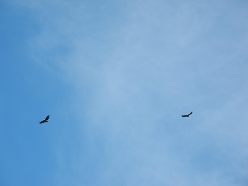 Die Geier kreisen, oder sind es Condore?