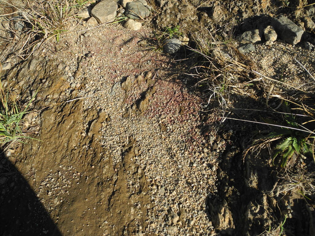 Granatsand an der Furt der RP37 bei La Arenilla